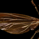 Illustration for article titled Youve Never Seen Insect Portraits Like These